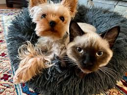 Pamper Your Pets: Must-Have Pet Products for a Happy, Healthy Companion